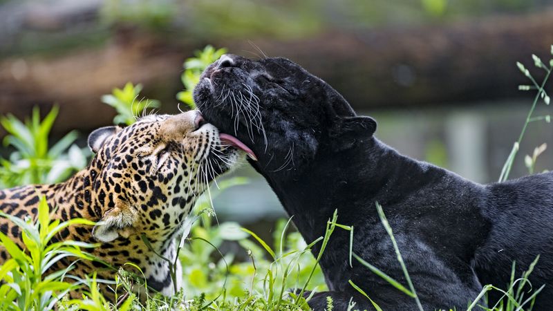 leopard, panther, lick, animals, wildlife, 4k