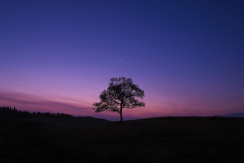 nature, hd, purple, sky, trees, moon