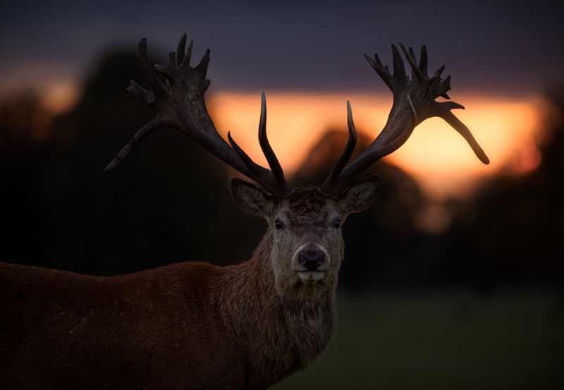 deer, animals, hd