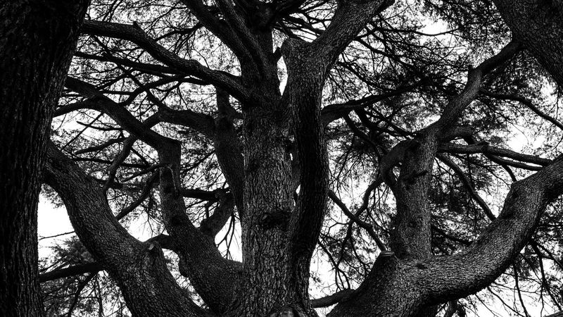 tree, branches, bw, nature, 4k