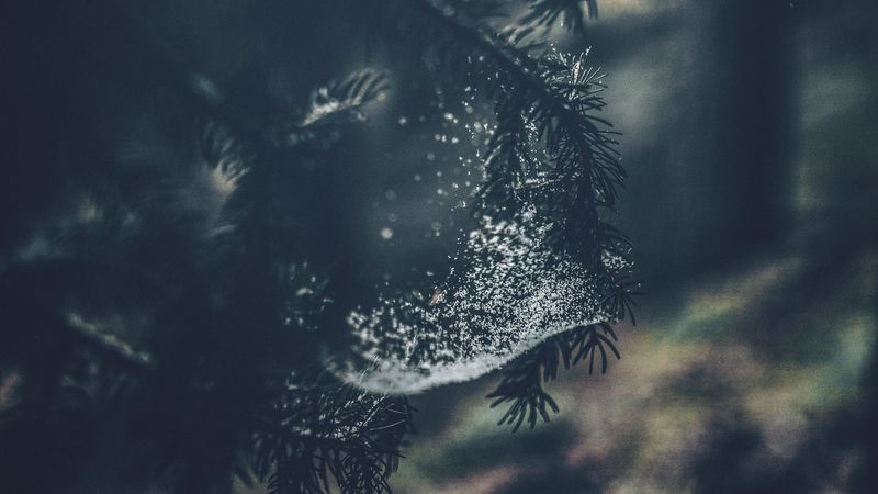 tree, branches, cobweb, macro, nature, 4k