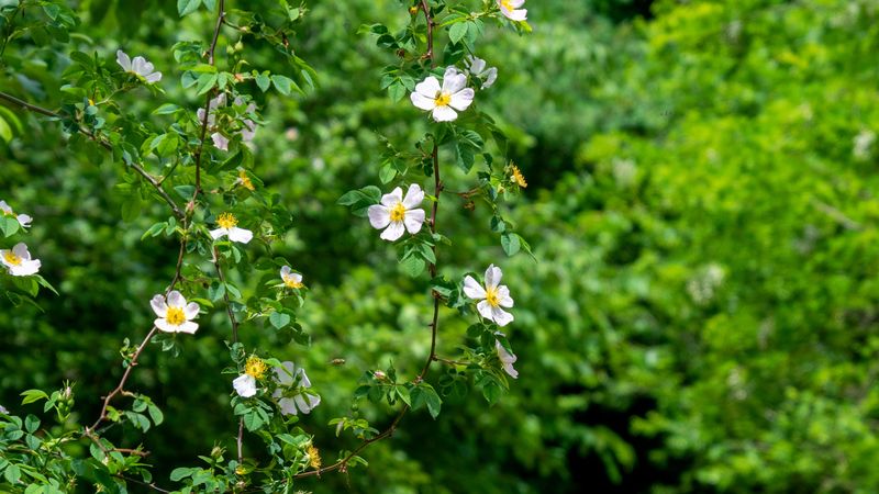 rosehip, bush, flowers, flowering, plant, 4k