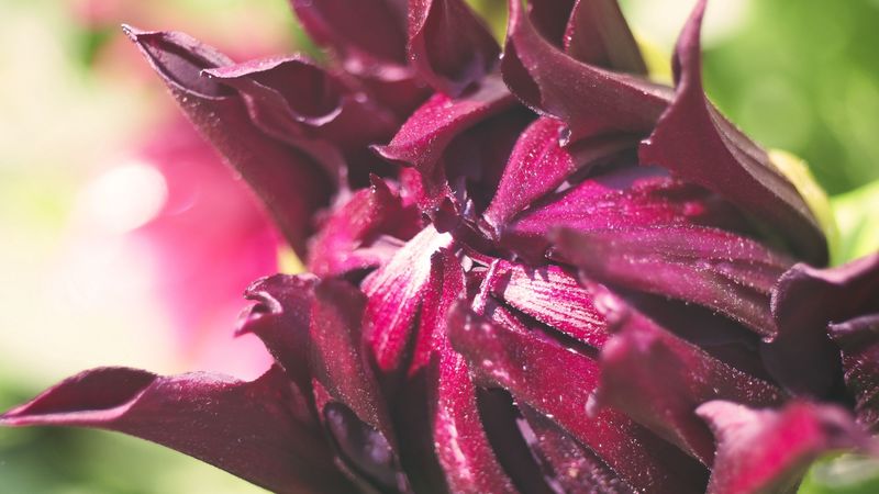 flower, bud, macro, petals, 4k