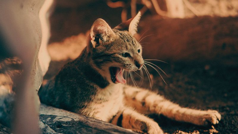 cat, yawn, tongue protruding, pet, 4k