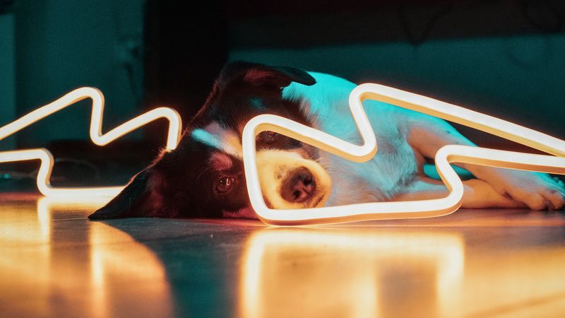 dog, neon, light, pet, 4k