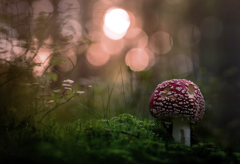 mushroom, food, nature, hd, photography