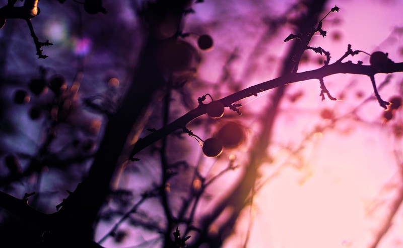 spring, trees, nature, 4k, 5k, hd, photography