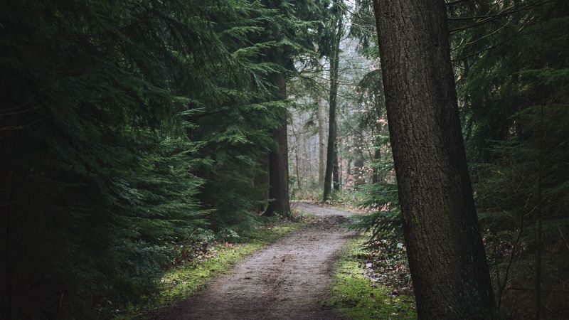 forest, pathway, trees, pine trees, nature, 4k