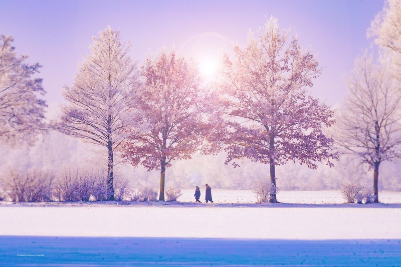 winter, trees, 4k, 5k, hd, nature