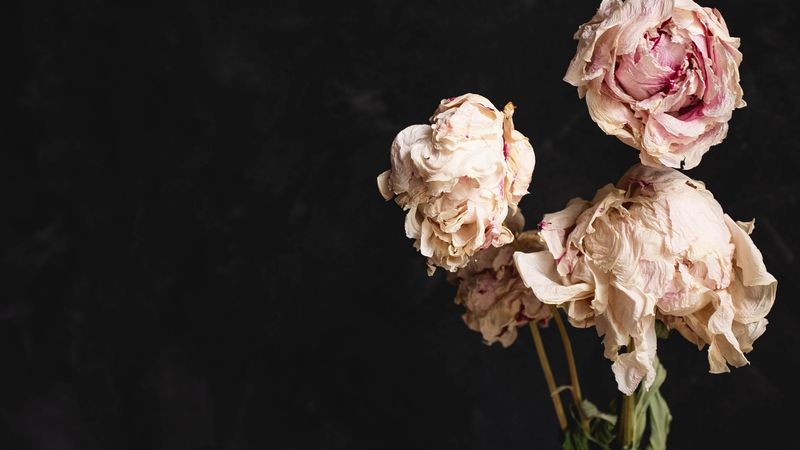 roses, bouquet, flowers, dry, vase, 4k