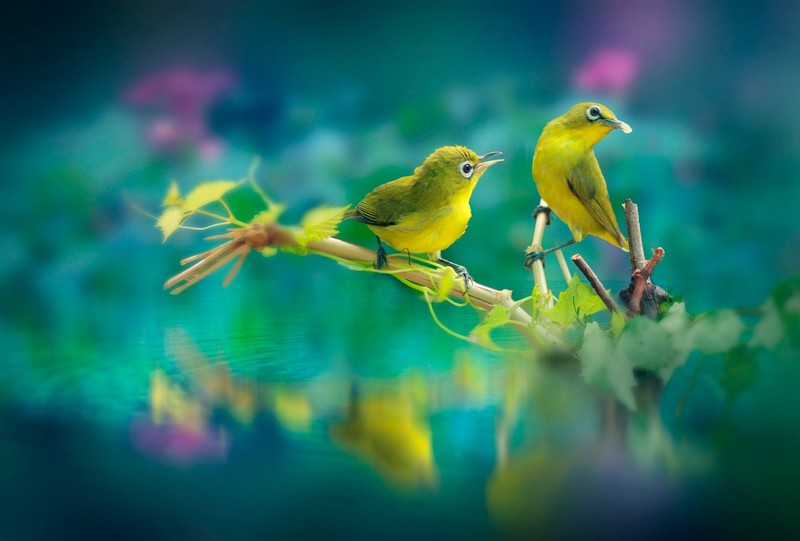 birds, hd