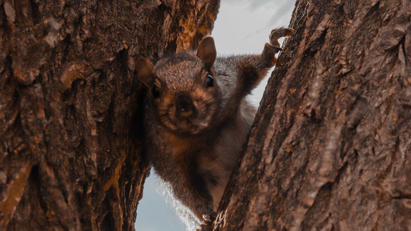 squirrel, tree, brown, animal, 4k