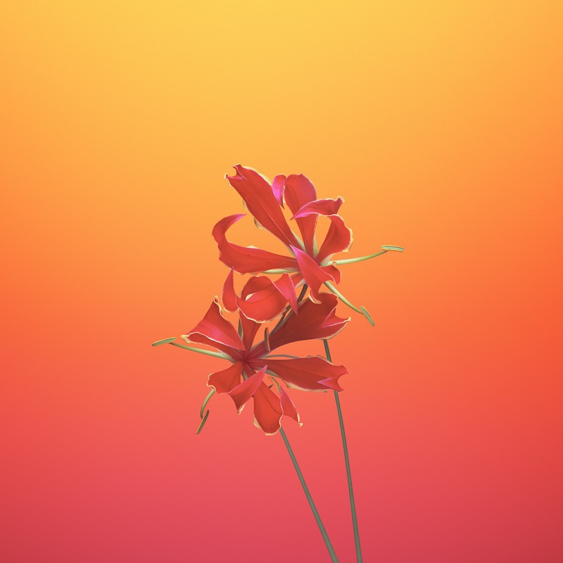 ios11, apple, flowers, hd, iphone 8, iphone x, iphone