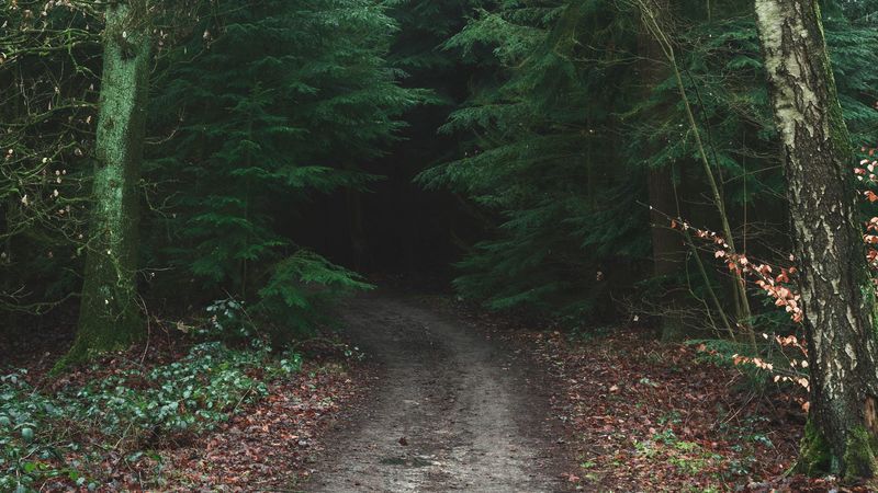 forest, road, trees, fog, nature, 4k