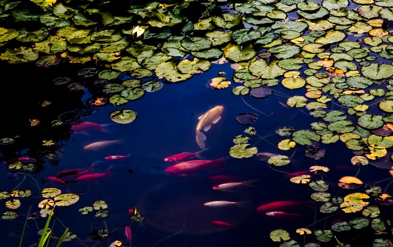 fish, pond, animals, hd
