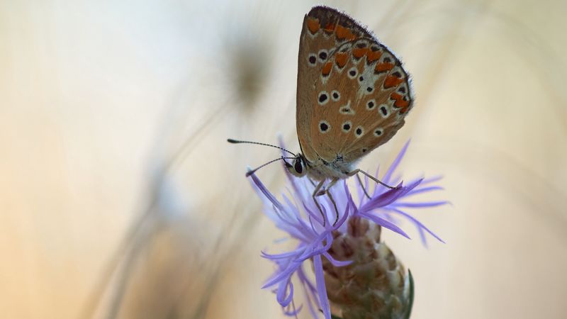 butterfly, flower, macro, closeup, 4k