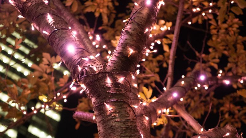 tree, garland, illumination, decoration, light, 4k