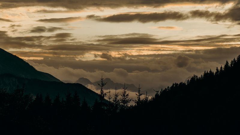 forest, trees, spruce, fog, sky, 4k