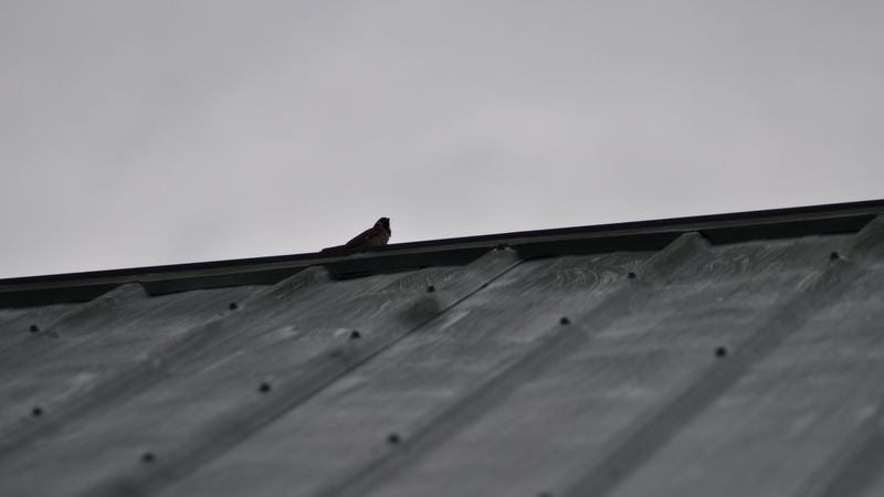 sparrow, bird, roof, bw, 4k