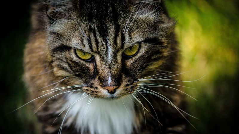 cat, pet, fluffy, brown, 4k