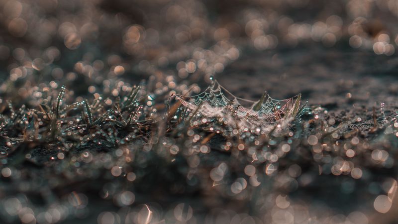 cobweb, grass, macro, dew, drops, 4k