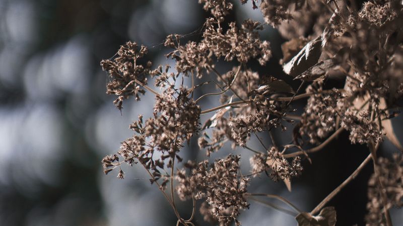 plant, flowers, cobweb, macro, nature, 4k