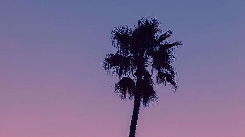 palm, tree, sky, dusk, dark, 4k