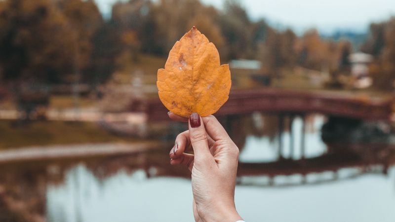 leaf, hand, fingers, autumn, 4k