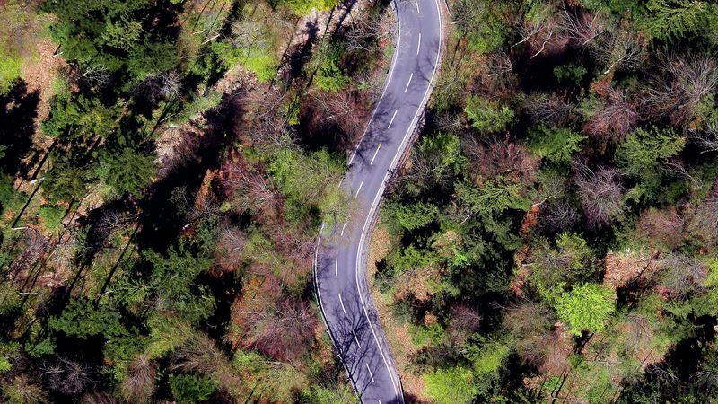 forest, road, trees, winding, 4k
