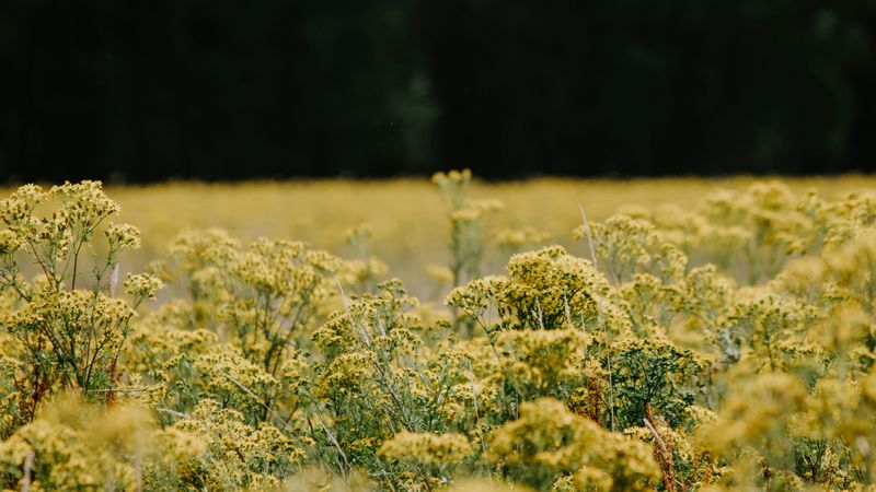 flowers, field, yellow, nature, 4k