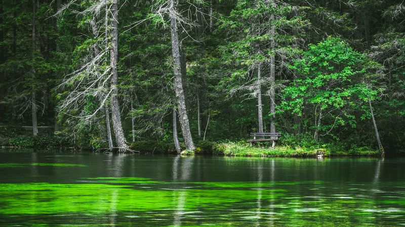 lake, coast, forest, pine trees, nature, 4k