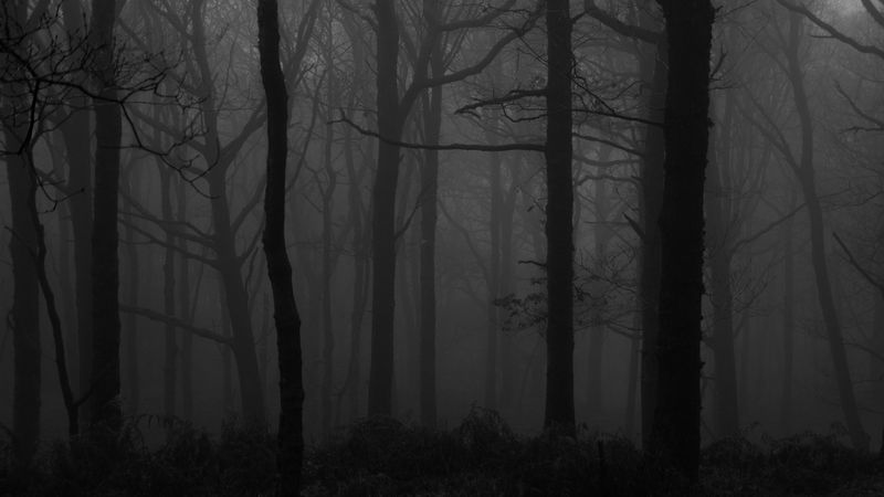 forest, fog, bw, trees, dark, 4k HD Wallpaper