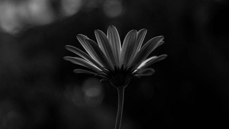 flower, macro, bw, closeup, 4k