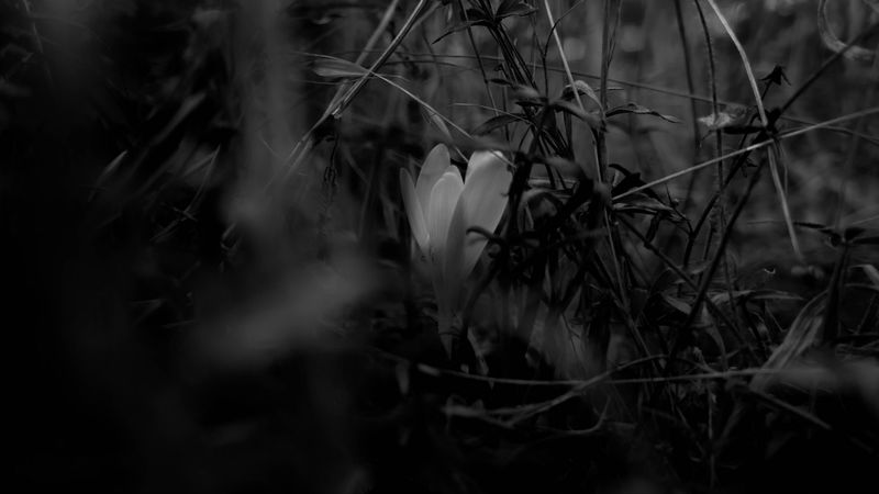 crocus, flower, grass, bw, spring, 4k