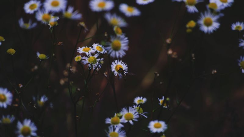 daisies, flowers, insect, macro, 4k