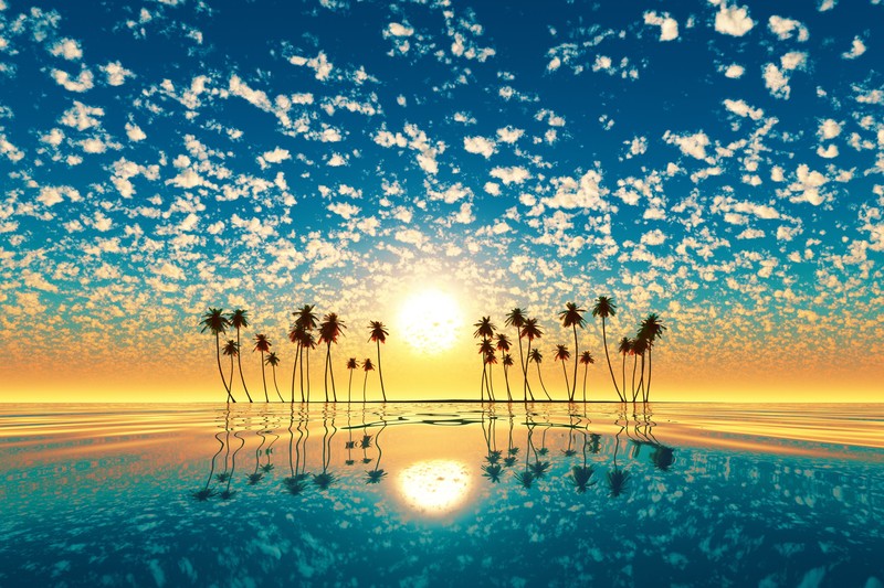 trees, palm, nature, sunset, 4k, hd