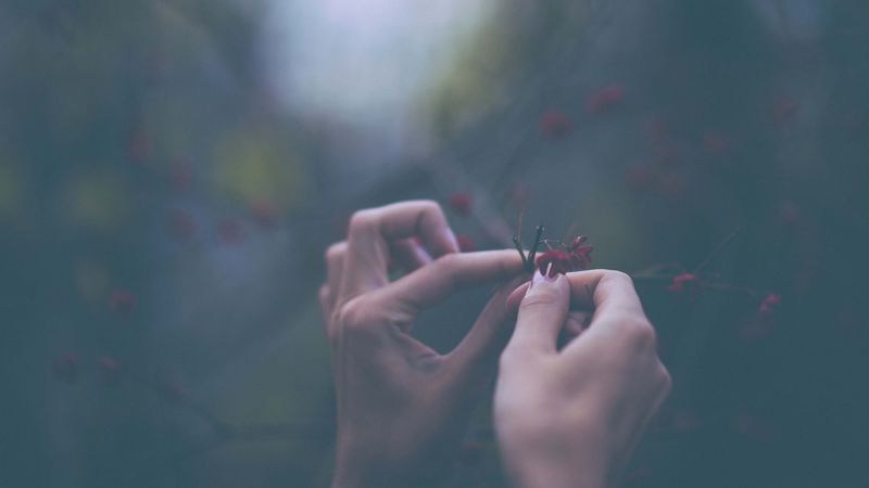 flowers, hands, fingers, macro, 4k
