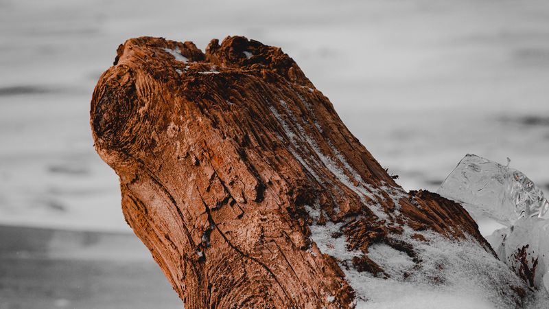 log, ice, snow, nature, 4k
