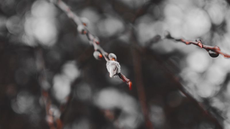 branches, buds, macro, spring, 4k