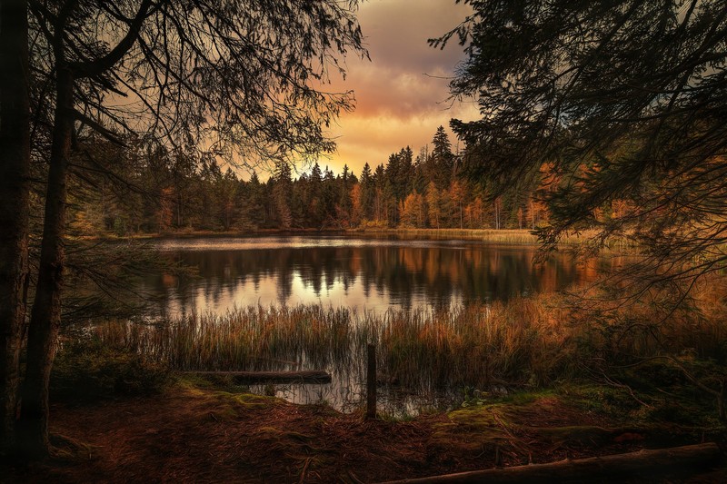 forest, nature, lake, landscape, hd