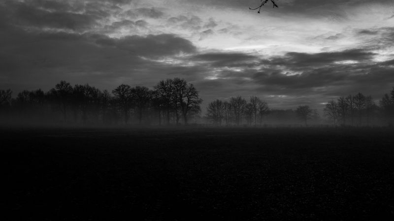 fog, trees, bw, landscape, dark, 4k