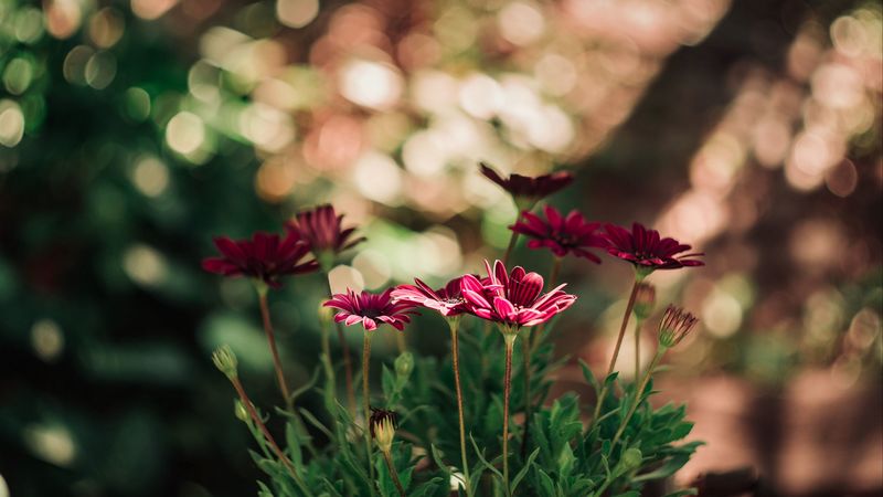 flowers, red, closeup, blur, bokeh, 4k