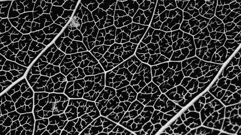 macro, veins, leaf, bw, 4k