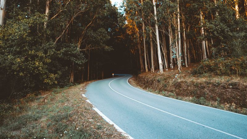road, turn, trees, forest, 4k