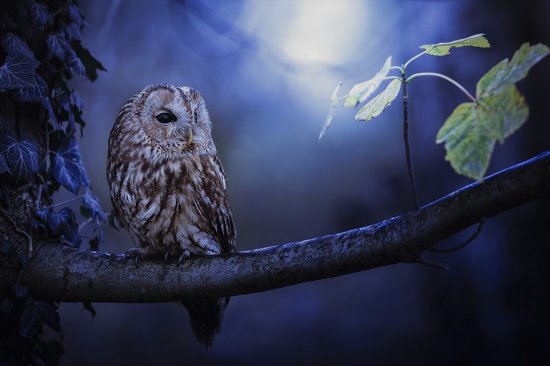 owl, birds, animals, hd