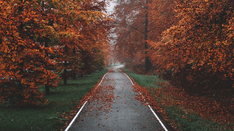 pathway, trees, fog, autumn, nature, 4k