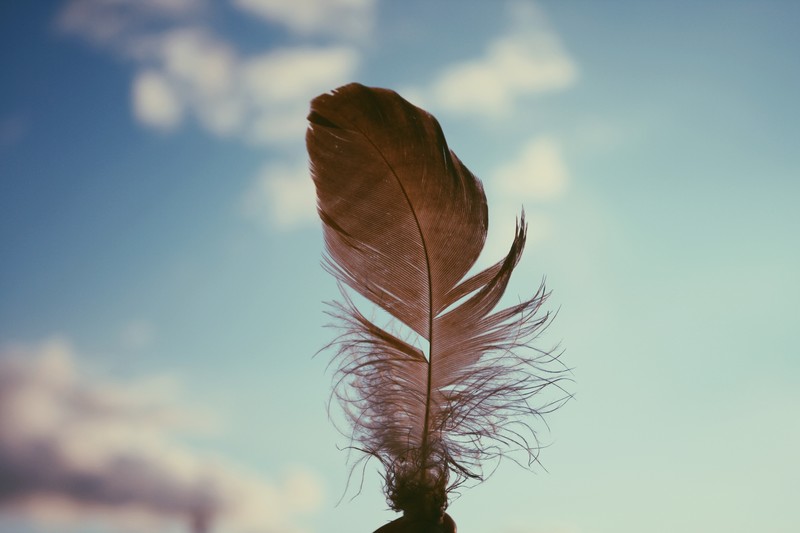 nature, feather, sky, 4k, hd, photography