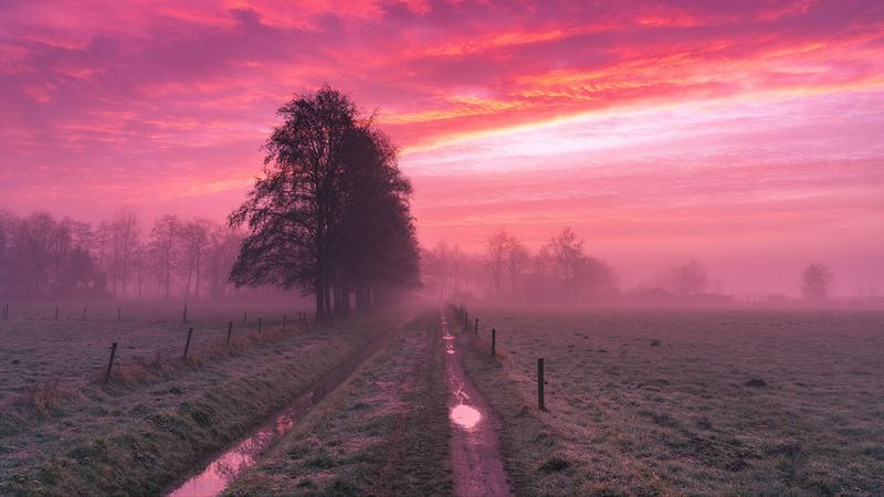 field, fog, road, trees, dusk, 4k