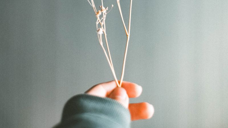 herbarium, branch, fingers, hand, 4k