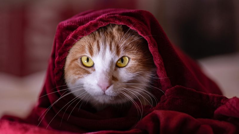 cat, blanket, pet, glance, 4k
